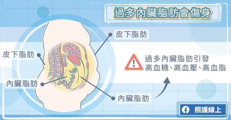 外表騙人，內臟脂肪過多的「偷肥族」-BMI值