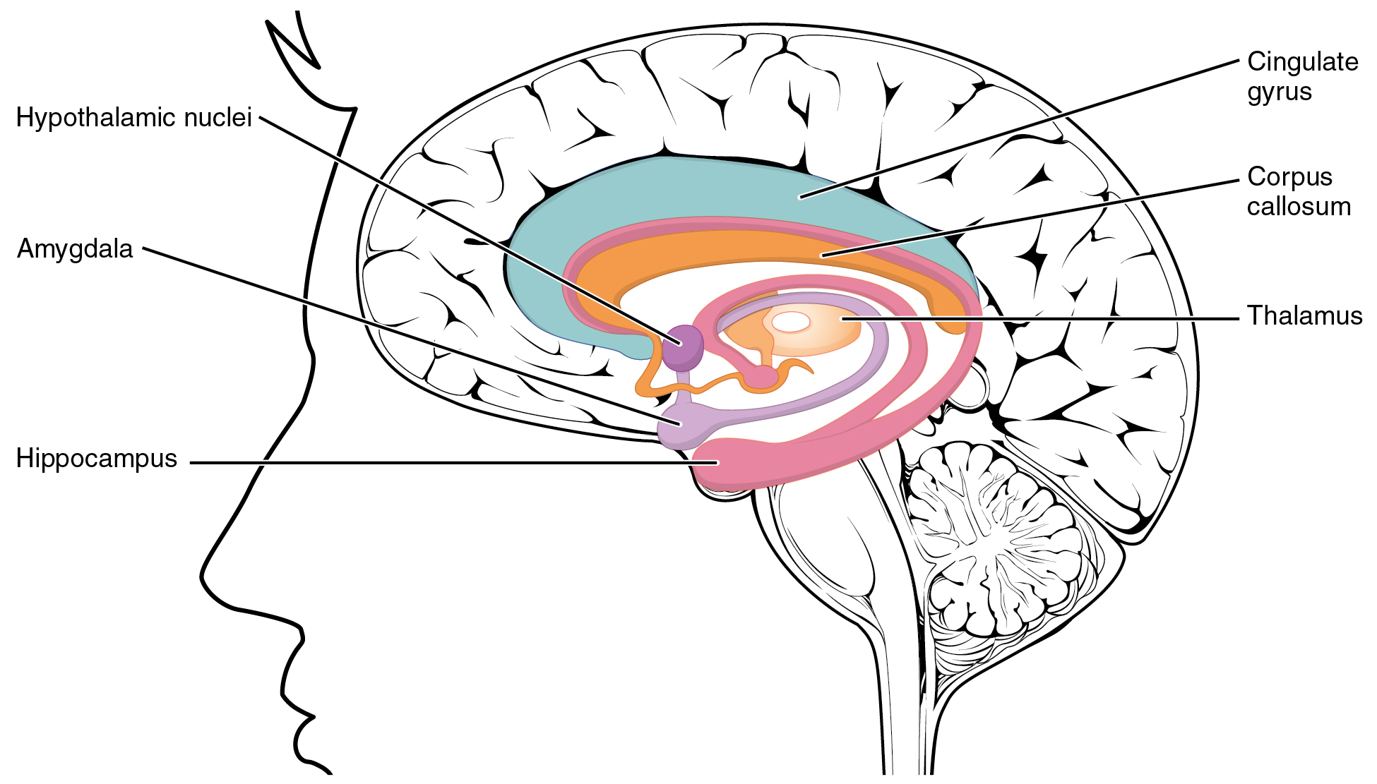 「懷孕會變笨」、「一孕傻三年」到底真的還是假的？-曾翌捷醫師
