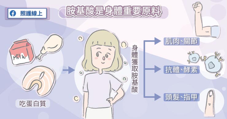 30歲後肌肉加速流失！增肌減脂重要步驟、破解高蛋白迷思-白映俞醫師