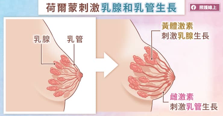 妳各位照過來！乳房變化到底正常？不正常｜醫師圖解-更年期