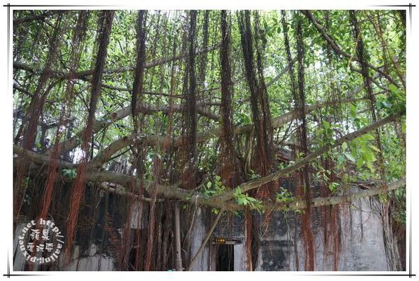 台南安平‧樹屋咖啡館~吃蜷尾家霜淇淋,何必排隊-樹屋咖啡館