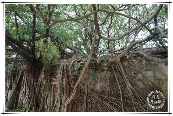 台南安平‧樹屋咖啡館~吃蜷尾家霜淇淋,何必排隊-樹屋咖啡館