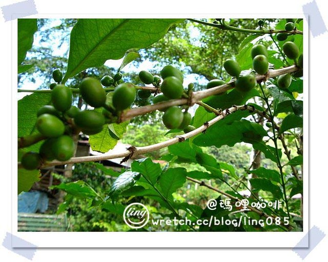 台南東山．瑪哩咖啡-瑪哩咖啡