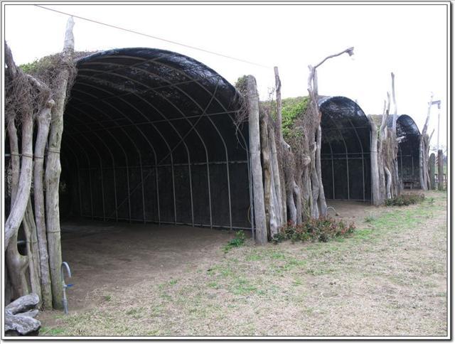 苗栗後龍．好望角蕃薯園-好望角蕃薯園