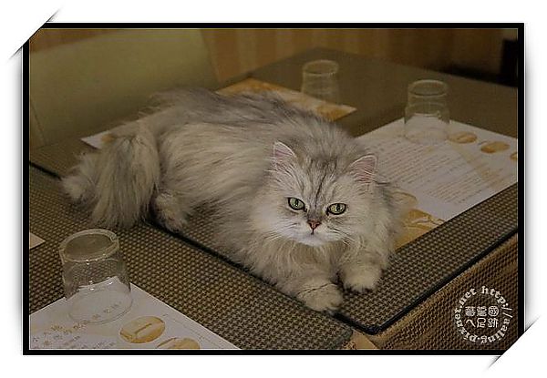 高雄苓雅‧Mona's Cafe 寵物咖啡館-Mona's Cafe