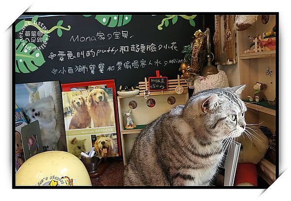 高雄苓雅‧Mona's Cafe 寵物咖啡館-Mona's Cafe