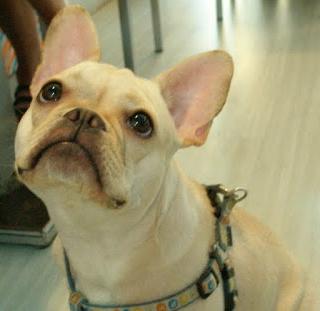 有法鬥犬的餐廳~