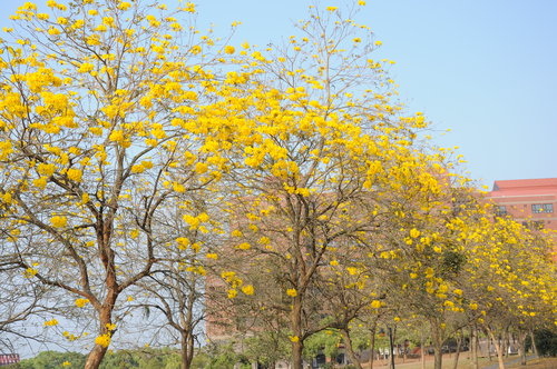 中正風鈴木到底多美麗?一堆遊客都會進來拍的程度-中正大學 中正風鈴木到底多美麗?一堆遊客都會進來拍的程度-中正大學