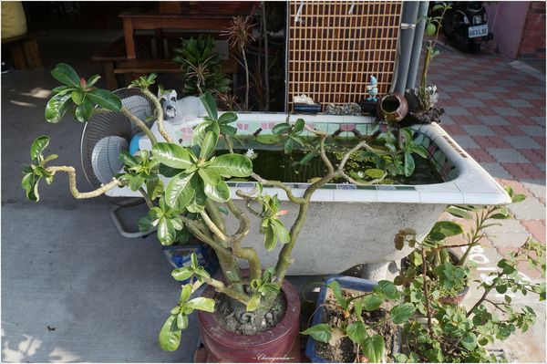 中西區 阿喬師水粄粥~慢工熬煮。滿懷情感傳統料理 中西區 阿喬師水粄粥~慢工熬煮。滿懷情感傳統料理