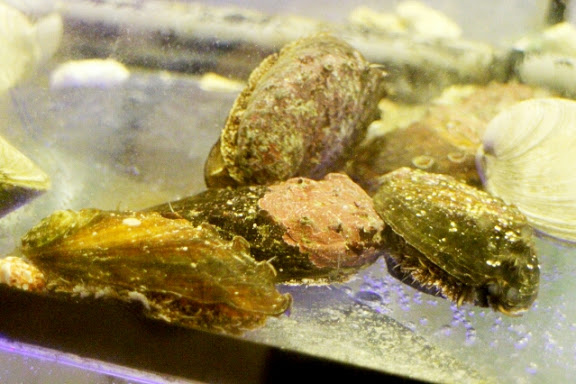 【羽諾食記】團緣精緻鍋物~台北內湖必吃火鍋-銅板價活海鮮-內湖 【羽諾食記】團緣精緻鍋物~台北內湖必吃火鍋-銅板價活海鮮-內湖