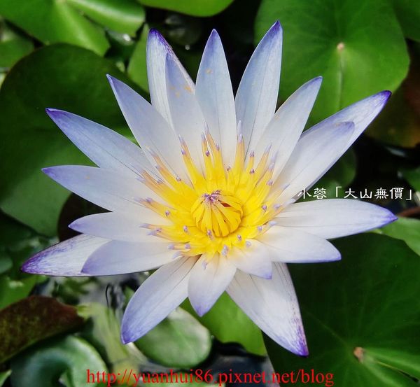 「大山無價」不錯吃的無菜單料理～