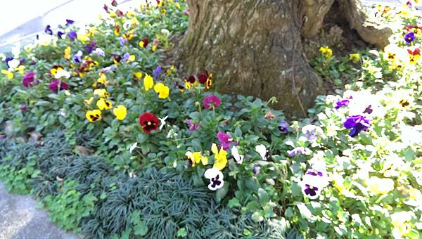 校園隨筆》畢業倒數│回顧台大校園景點|凌宣 | Jenny-台大小福 校園隨筆》畢業倒數│回顧台大校園景點|凌宣 | Jenny-台大小福