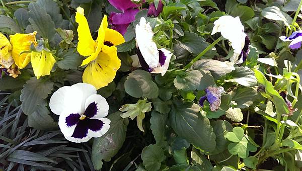 校園隨筆》畢業倒數│回顧台大校園景點|凌宣 | Jenny-台大小福 校園隨筆》畢業倒數│回顧台大校園景點|凌宣 | Jenny-台大小福