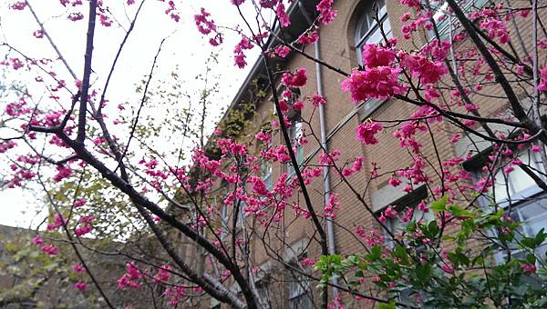 校園隨筆》畢業倒數│回顧台大校園景點|凌宣 | Jenny-台大小福 校園隨筆》畢業倒數│回顧台大校園景點|凌宣 | Jenny-台大小福