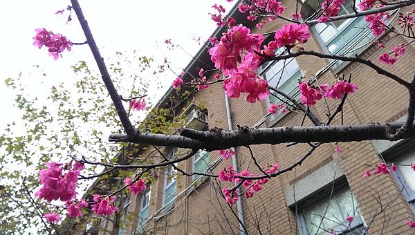 校園隨筆》畢業倒數│回顧台大校園景點|凌宣 | Jenny-台大小福 校園隨筆》畢業倒數│回顧台大校園景點|凌宣 | Jenny-台大小福