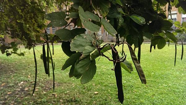 校園隨筆》畢業倒數│回顧台大校園景點|凌宣 | Jenny-台大小福 校園隨筆》畢業倒數│回顧台大校園景點|凌宣 | Jenny-台大小福