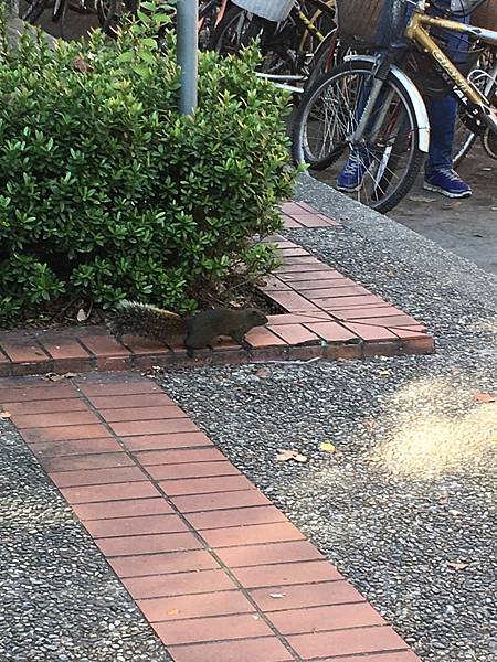 校園隨筆》畢業倒數│回顧台大校園景點|凌宣 | Jenny-台大小福 校園隨筆》畢業倒數│回顧台大校園景點|凌宣 | Jenny-台大小福