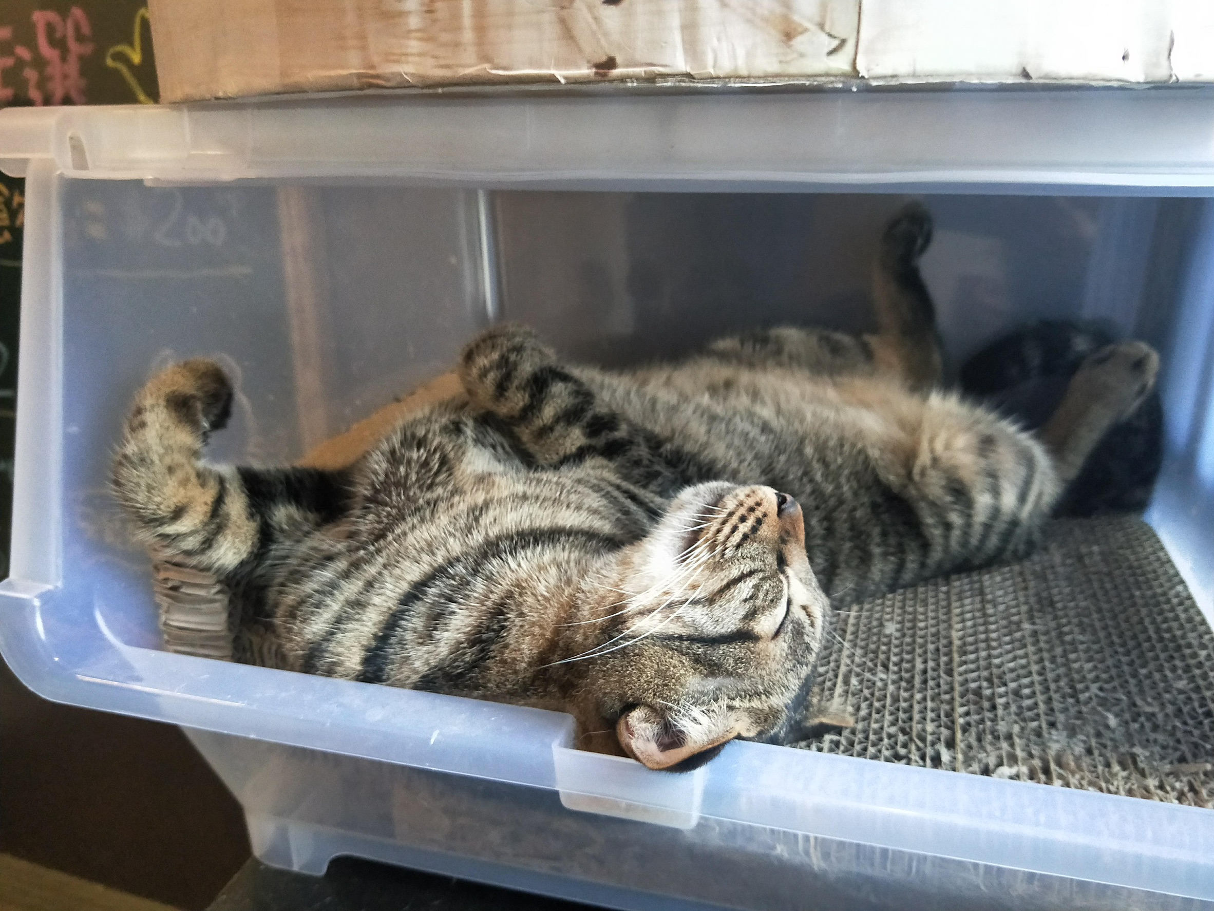 新竹甜點店推薦-有問必答 新竹甜點店推薦-有問必答