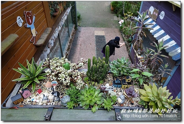 一見傾心的橄欖樹咖啡民宿》苗栗南庄南江休閒農業區住宿及下午茶推薦，女孩兒一定會尖叫的鄉村雜貨風偶像劇拍攝地