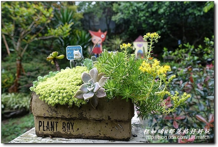 一見傾心的橄欖樹咖啡民宿》苗栗南庄南江休閒農業區住宿及下午茶推薦，女孩兒一定會尖叫的鄉村雜貨風偶像劇拍攝地