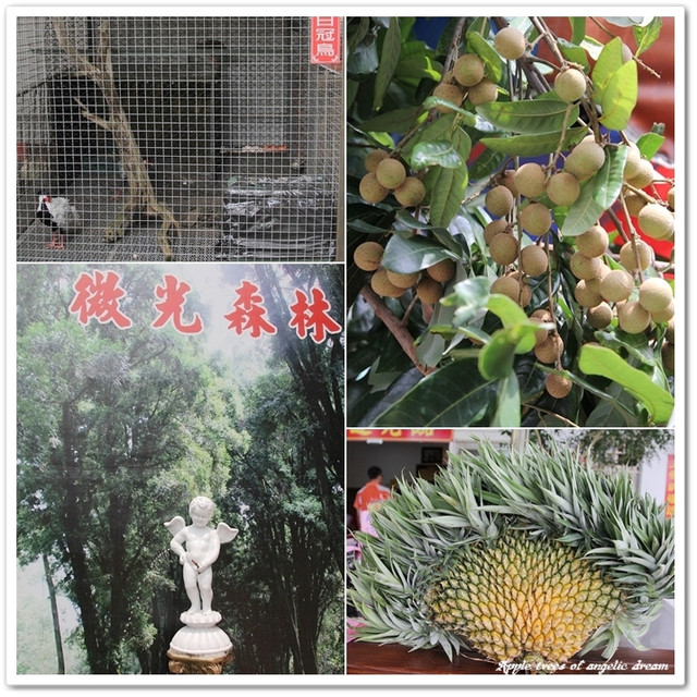 【遊記-南投市】鳳梨酥傳奇.微熱山丘&微光森林-南投 【遊記-南投市】鳳梨酥傳奇.微熱山丘&微光森林-南投