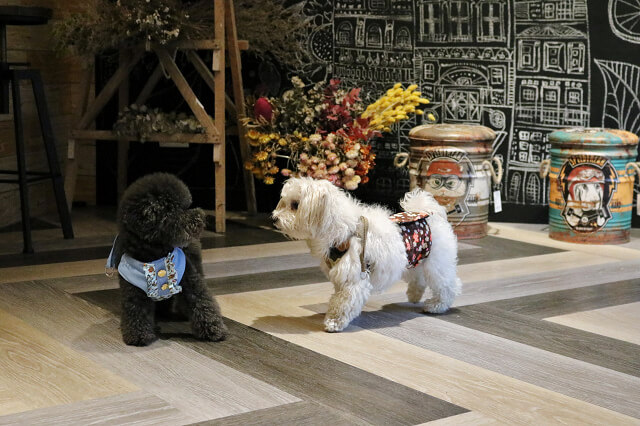 【台北美食】Dog Boss 寵物友善餐廳-『景安站』帶著毛小孩一起早午餐．寵物美容SPA牛奶浴．自製肉乾鮮食