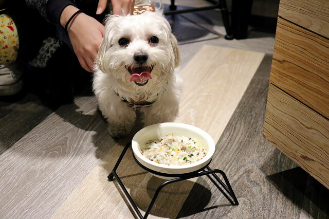 【台北美食】Dog Boss 寵物友善餐廳-『景安站』帶著毛小孩一起早午餐．寵物美容SPA牛奶浴．自製肉乾鮮食