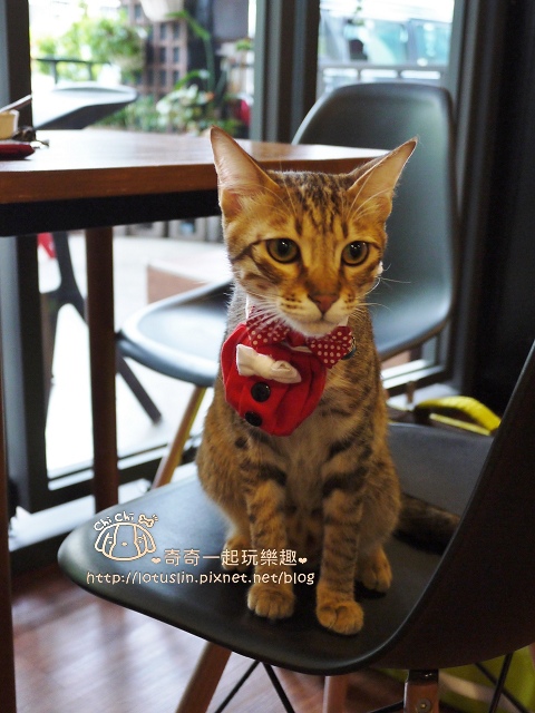 嘉義 Cat & Giraffe 貓與長頸鹿 起司蛋糕/餅乾/鬆餅 貓奴私房下午茶-Cat & Giraffe