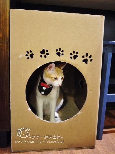 嘉義 Cat & Giraffe 貓與長頸鹿 起司蛋糕/餅乾/鬆餅 貓奴私房下午茶-Cat & Giraffe