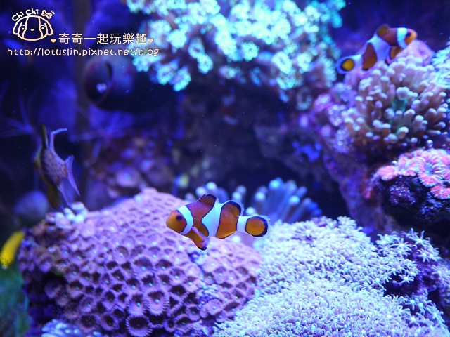 台南 小米屋 馬來西亞特色平價料理 咖哩飯.芙蓉雞飯.拉撒麵.魚肉米粉-小米屋