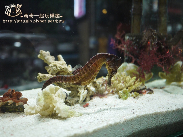 台南 小米屋 馬來西亞特色平價料理 咖哩飯.芙蓉雞飯.拉撒麵.魚肉米粉-小米屋
