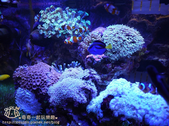 台南 小米屋 馬來西亞特色平價料理 咖哩飯.芙蓉雞飯.拉撒麵.魚肉米粉-小米屋