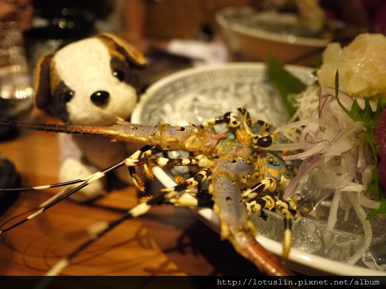 【試-分享】台北 微風 建一食堂 無菜單料理驚喜-桔香龍蝦刺身-微風建一食堂 【試-分享】台北 微風 建一食堂 無菜單料理驚喜-桔香龍蝦刺身-微風建一食堂