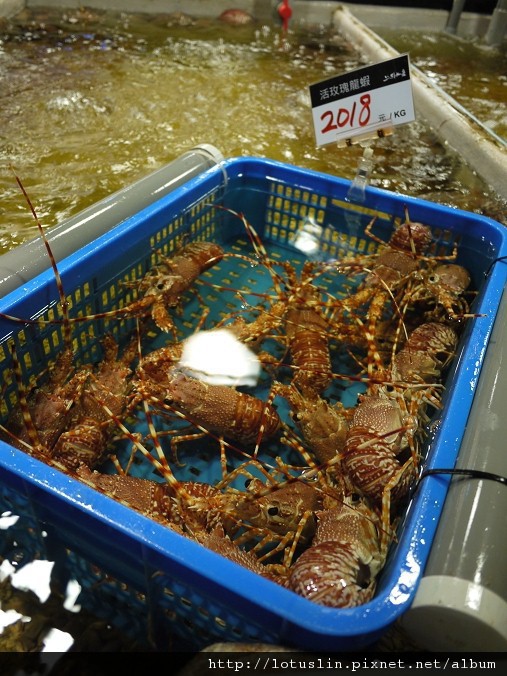 會上癮的上引水產-上引水產