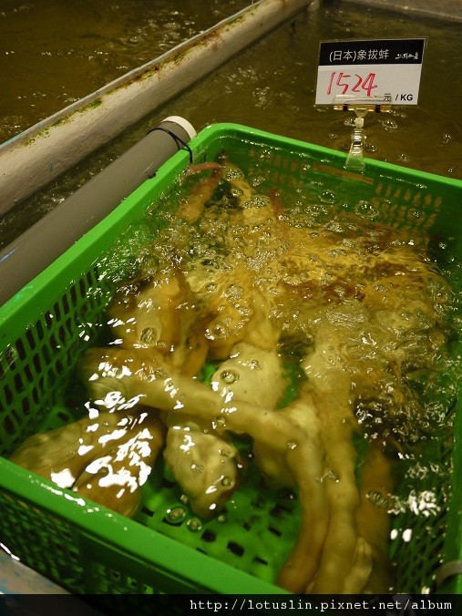 會上癮的上引水產-上引水產