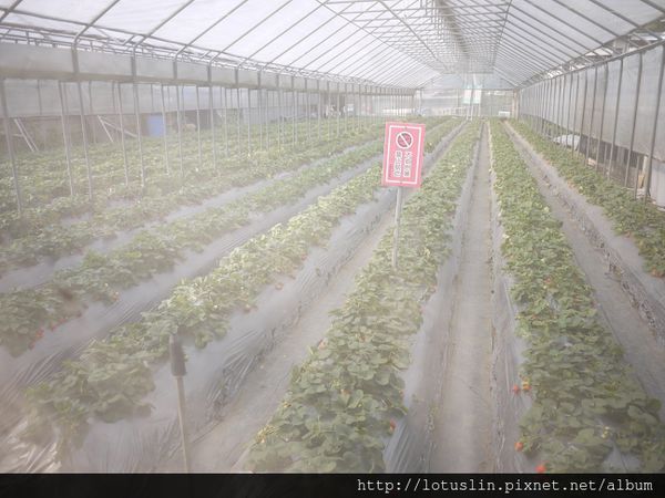 精華濃縮版之 曉確幸+莓圃休閒農場+春川達卡比-春川達卡比 精華濃縮版之 曉確幸+莓圃休閒農場+春川達卡比-春川達卡比