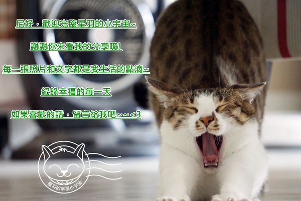 ※ 大心新泰式麵食 ※【星羽愛美食-台中西區】瓦城旗下泰式麵食館-大心新泰式麵食