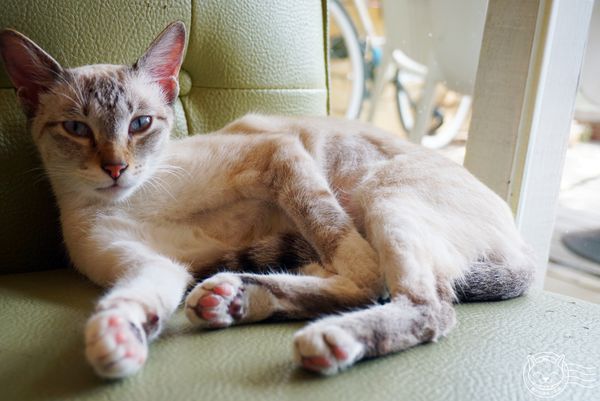 ※ 貓爪子 Cat's Claw ※【星羽愛美食-台中北區】溫馴貓咪陪玩超療癒，木造空間溫馨可愛沙發好好坐-貓爪子咖啡