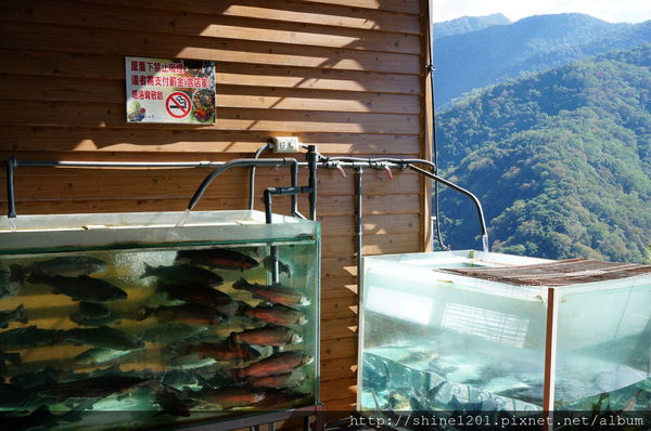 【南投霧社清境景觀餐廳】塔洛灣景觀餐廳 甕仔雞/鱒魚料理-塔洛灣景觀餐廳 【南投霧社清境景觀餐廳】塔洛灣景觀餐廳 甕仔雞/鱒魚料理-塔洛灣景觀餐廳