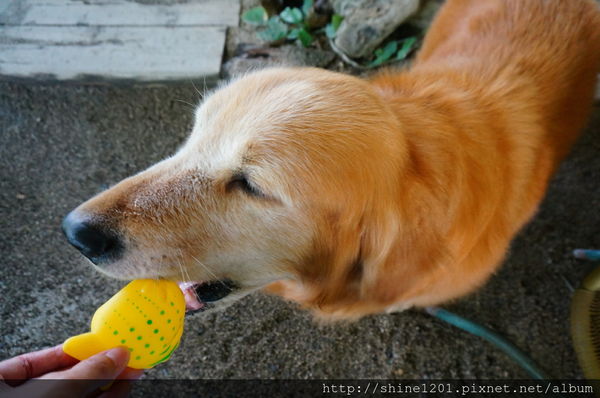 【南投集集特色餐廳】漂流木花園庭園餐廳-漂流木花園庭園餐廳 【南投集集特色餐廳】漂流木花園庭園餐廳-漂流木花園庭園餐廳