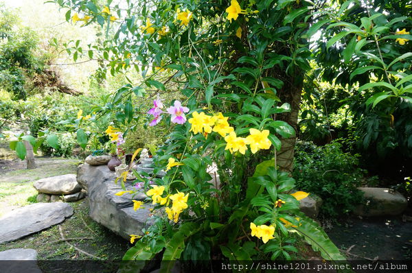 【南投集集特色餐廳】漂流木花園庭園餐廳-漂流木花園庭園餐廳 【南投集集特色餐廳】漂流木花園庭園餐廳-漂流木花園庭園餐廳