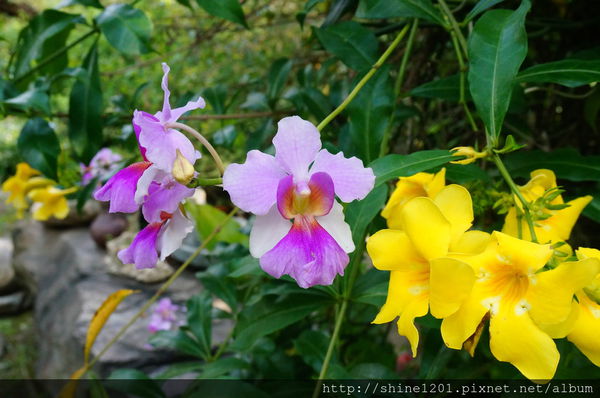 【南投集集特色餐廳】漂流木花園庭園餐廳-漂流木花園庭園餐廳 【南投集集特色餐廳】漂流木花園庭園餐廳-漂流木花園庭園餐廳