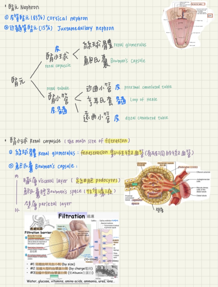 如何準備解剖學？-3D解剖圖