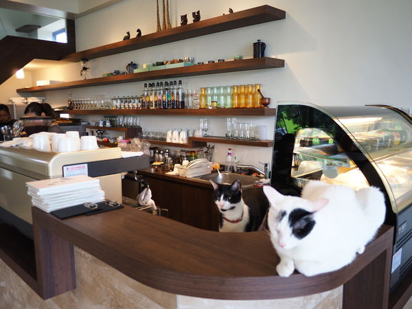【食】【宜蘭】貓極簡咖啡 - 宜蘭店
