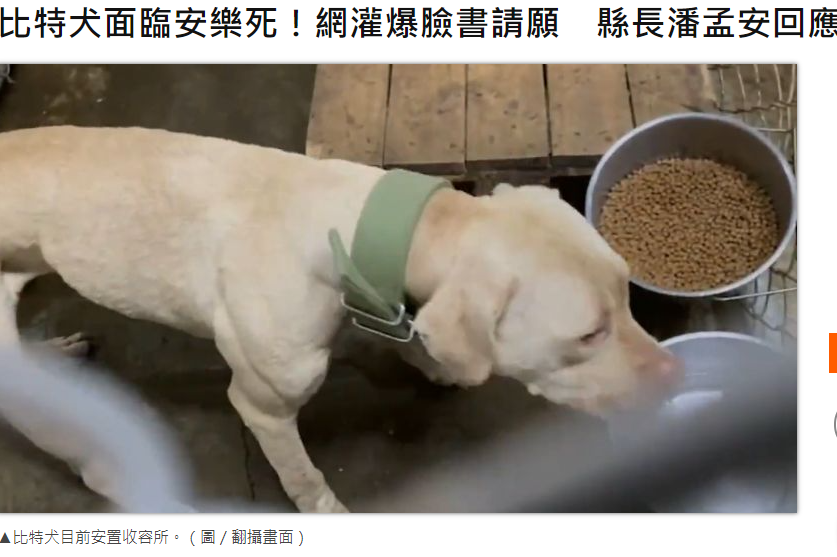 真正犯錯的其實不是狗，是人！！！-比特犬