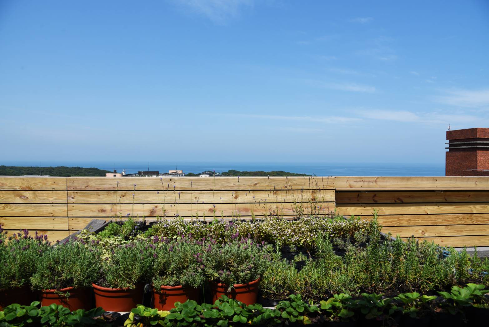 結合太陽能與魚菜共生　聖約翰科大空中花園優雅落成-太陽能空中花園