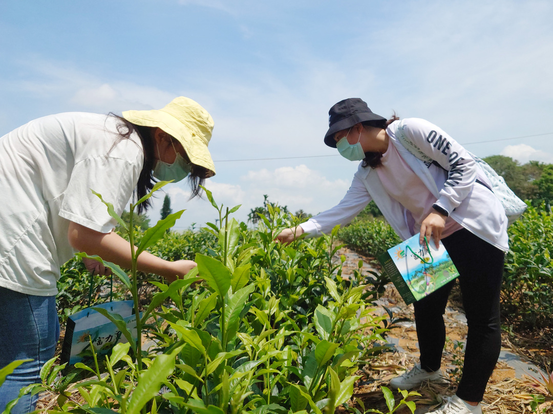 大葉大學培育茶業人才  學生實地採茶  境外生體驗品茶文化-人才培育