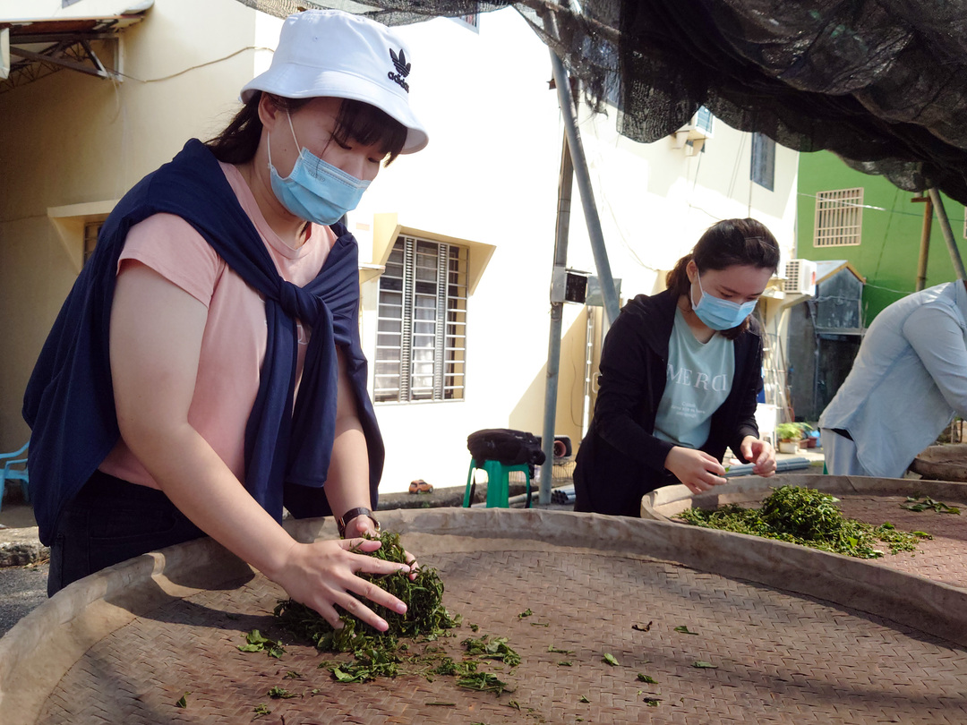 大葉大學培育茶業人才  學生實地採茶  境外生體驗品茶文化-人才培育