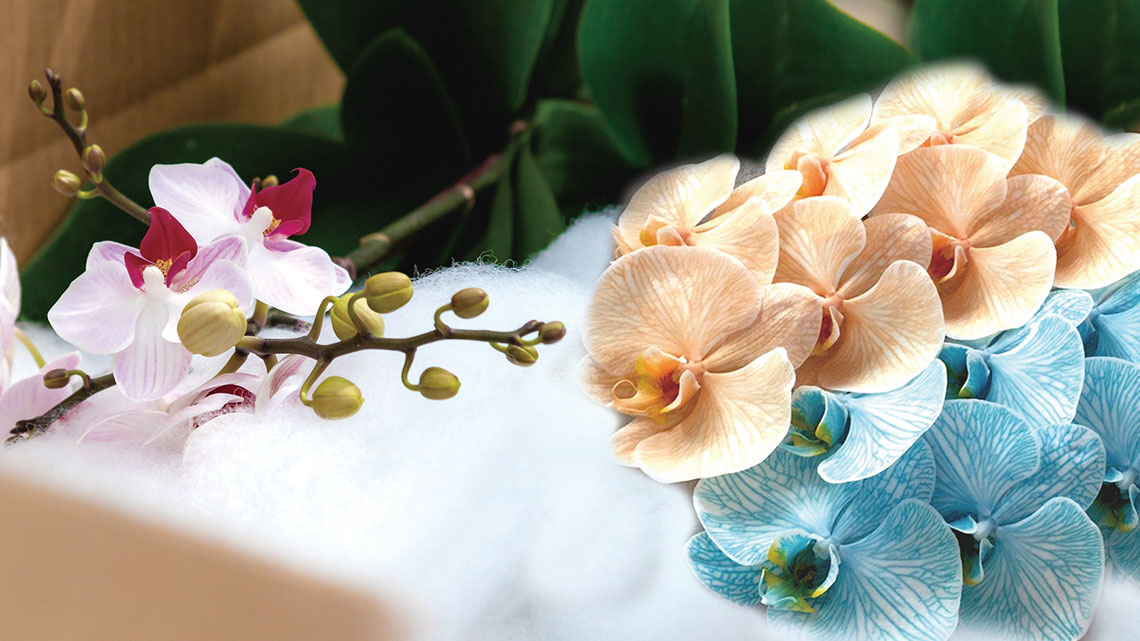 【天發生物】蝴蝶蘭切花 獨步全球【幸福企業大賞｜其他類｜第一期】- 企業福利