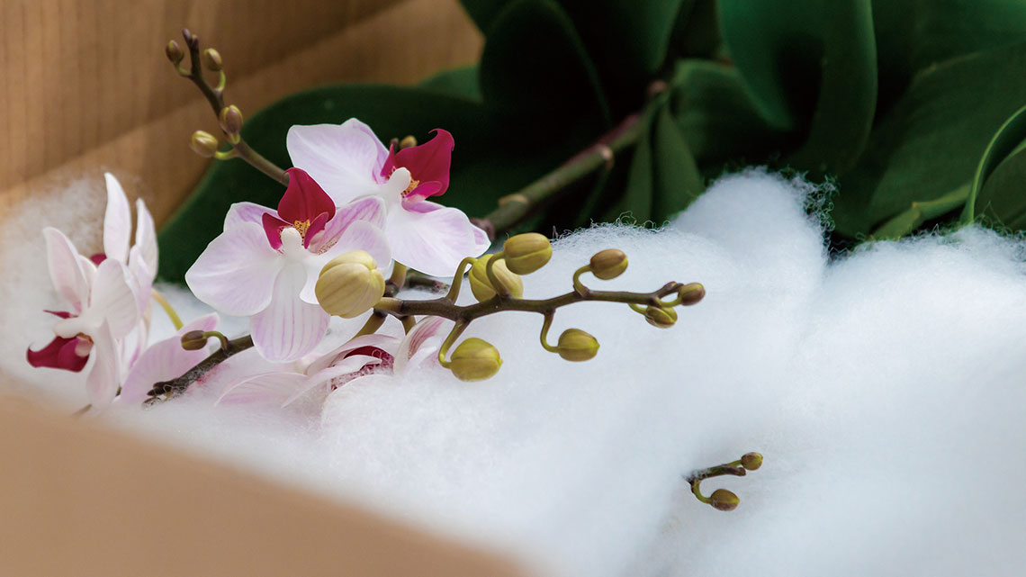 【天發生物】蝴蝶蘭切花 獨步全球【幸福企業大賞｜其他類｜第一期】- 企業福利